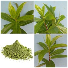 Insulin Plant Costus Igneus Fiery Costus Spiral Flag Plant Leave Ground Powder