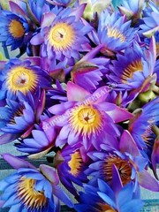 Blue Lotus, N. caerulea, Flower Siamese Dream™ ~ Schmerbals Herbals