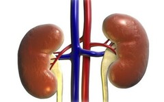 kidney health formula – KIDNEY SUPPORT 700MG – detoxifying supplement 1B
