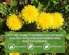 Premium Dandelion Leaf & Root Tea,100 Tea Bags/7.06Oz,For Liver & Kidney Health,
