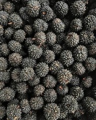 ( 4 oz ) Organic Guasima/Guasimo Seeds