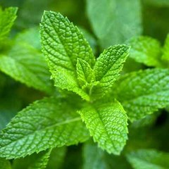 Premium Spearmint Leaves Dried Cut Loose – 100 % Natural – Mentha Spicata