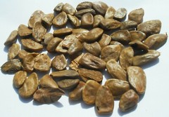 Akuamma sample pack. 5 Capsules / 20 Grams