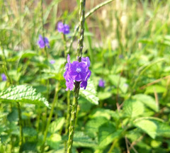 Dried Blue Porterweed Plant Stachytarpheta Indica Jamaican Blue Vervain Herb