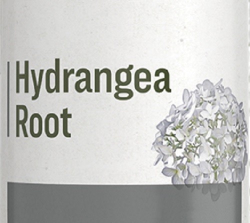 HYDRANGEA ROOT – Normal Urinary Tract & Hay Fever Support Tonic USA