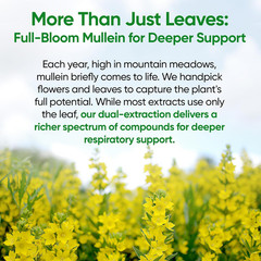 Mullein Drops for Lungs, 120 Servings – Mullein Leaf with 7 Herbs Echinacea, Ore