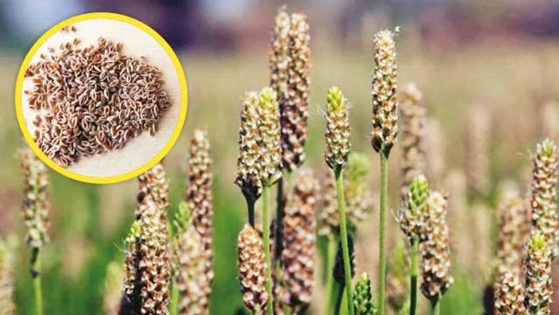 Natural Psyllium Husk Seeds | Whole Isabgol | Plantago Ovata | 100% Pure