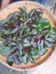 80g Dried Red Jatropha Curcas Leaf Powder | Ratanjot Laljari Yatilung Jadi Raw