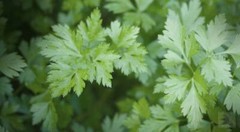 WholeSALE!! Parsley Root PREMIUM Dried Cut/Sifted-4 oz, 1 lb.