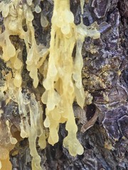 Ponderosa Pine Tree Resin | Handpicked Raw Organic Pine Sap Resin 2oz-16oz
