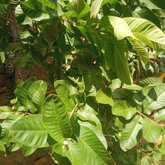 100% Organic Natural Dried Guava Leaves (125 leaves) Tea Hojas de Guayaba