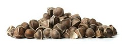 1000 Moringa Oleifera Seeds 10oz WINGLESS Fresh Organic Semillas de Moringa Tree
