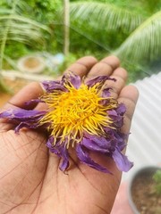 Blue Lotus |Nymphaea Caerulea| 100% Organic Herbal Hand Picked Flowers Tea