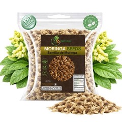 Moringa Seeds (Semillas) – 3.5 oz (Approx. 350 + Seeds) – Premium Moringa