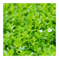 Organic Bacopa Monnieri Brahmi Stress-Reducer Memory-Booster Mental-Focus Raw