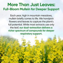 Fidus Mullein Drops 7-Herb Lung & Lymphatic Support Respiratory Detox 4 Fl Oz