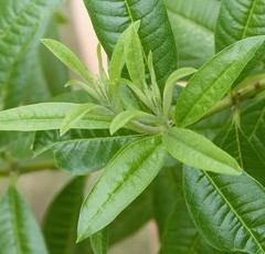 Lemon Verbena Loose Leaf Herb – Premium Cut & Sifted – 10g 1oz 2oz 4oz 8oz Packs