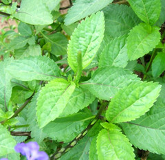 Dried Blue Porterweed Plant Stachytarpheta Indica Jamaican Blue Vervain Herb