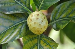 100% PURE HAWAIIAN WAILUA RIVER NONI POWDER: Four Ounces.