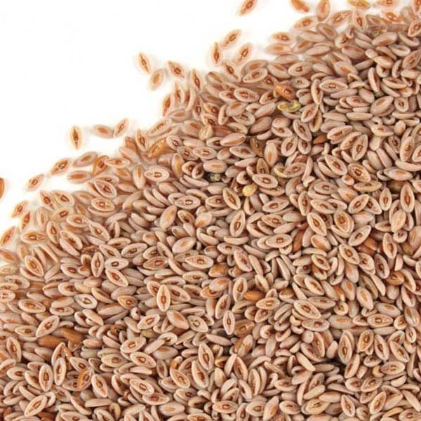 WholeSALE!! ORGANIC Psyllium Seed PREMIUM Dried Whole-4 oz, 1 lb.
