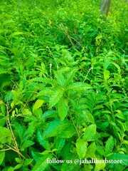 JAMAICAN DOG BLOOD HERB(FERTILITY BUSH )RIVINA HUMILIS
