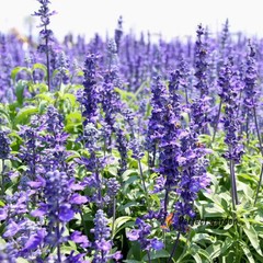 10 Seeds Hyssopus Officinalis Hyssop Bright Flowering Plants Pleasant Fragrance