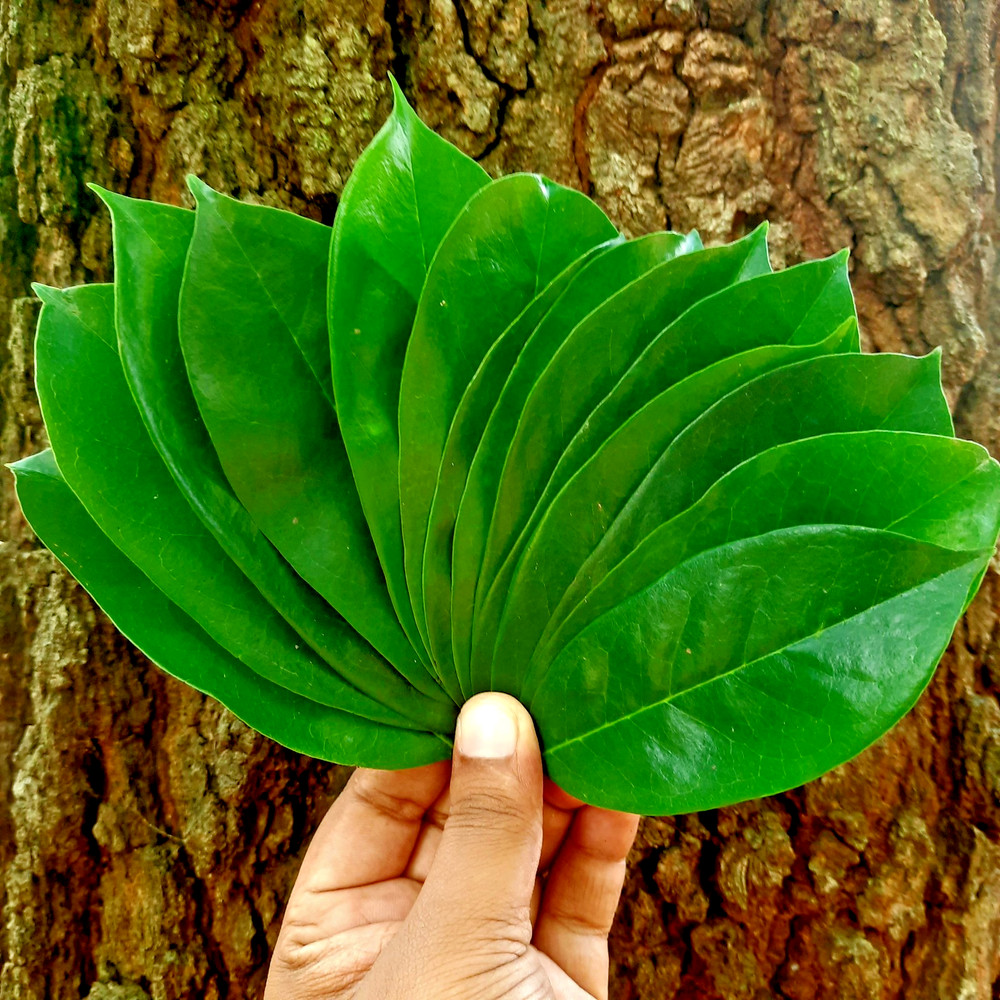 200+ ORGANIC Dried Soursop Leaves Herbal Tea Annona Hojas De Guanabana Graviola