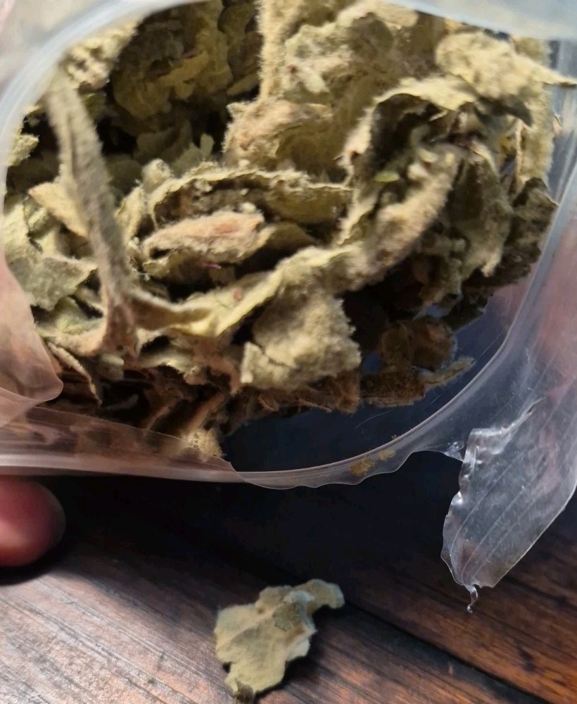 Dried wild MULLIEN Whole herb, harvested NY mountains 2.5 oz