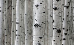 Aspen Bark ( Populus Tremula ) FREE SHIPPING