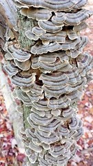 Triple Blast: Chaga, Reishi, Turkey Tail Mushroom Chopped Blend 4 oz