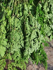 Organic Freshly Dried Moringa Oleifera loose leaves
