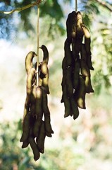 5 LBS Velvet Bean, Mucuna pruriens