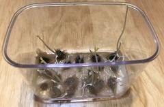 10 or More Organic Moringa Oleifera Seeds