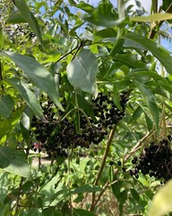 Dried Elderberries Wild Harvest Garden Organic Whole 4 oz U.S. Grown Craft