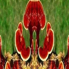 RED REISHI MUSHROOM Ganoderma Lucidum Fresh Top Quality 100 Vegetable Capsules