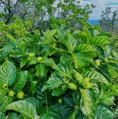25+ Natural Dried Noni Leaves Ahu Morinda Citrifolia Organic Fruit Leaf Herb