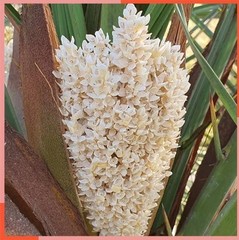 Date Palm Pollen Powder 50g – Pure Natural | Traditional Vitality Wellness | طلع