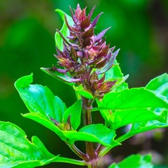 Tulsi Holy Basil Extract – Tulsi Tincture – Liquid Drops – Drink Mix – DXL – USA