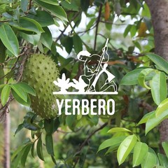 Yerbero – Whole Dried Graviola Soursop Leaves (4 oz – 330+ Leaves Per Bag) Hoja