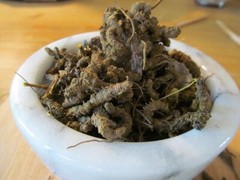 Goldenseal Root – Whole Dried Root, 2023 Appalachian Mountains Wild Harvest
