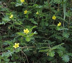 Tribulus terrestis – TRIBULUS TERRESTRIS – Energy boosting effects 180 2 Bottles