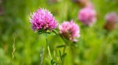 WHOLESALE!! RED CLOVER TOPS BLOSSOMS WHOLE DRIED BULK TEA NON-GMO-1,2,3,4,5 LBS