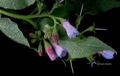 100 Seeds Symphytum Officinale Common Comfrey Perennial Flowering Plant Boneset