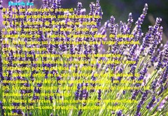 lavanda, flor de lavanda, lavender flower/buds, Alhucema,Lavandula, ansiedad !!!