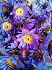 1 oz Organic Blue Lotus, N. caerulea, Whole Siamese Dream™ ~ Schmerbals Herbals