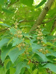 200 Seeds Paulownia Princess Tree Fastest Growing Deciduous Decorative Plants