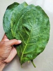 50+ Natural Dried Noni Leaves – Ahu Morinda Citrifolia Organic Herbal Fruit Leaf