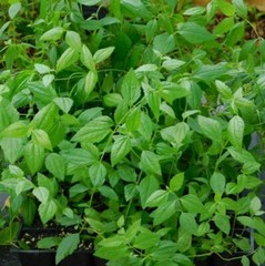100g Dream Herb Calea Zacatechichi Leaves – Lucid Dream Tea | Free Shipping