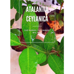 Atalantia Ceylanica Leaf Powder 100g Wild Lemon 100% Organic Yaki Naran Powder