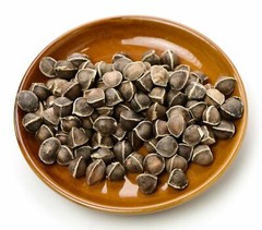 1600 Moringa Oleifera Seeds 1 lb. Bulk Jar WINGLESS Fresh Semillas de Moringa